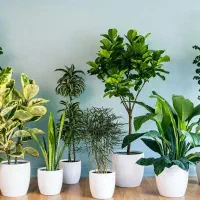 نگهداری تخصصی گل و گیاه آپارتمانی باغچه ای