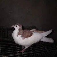 کفتر صید معاوضه کفتر|پرنده|مشهد, پنجتن|دیوار
