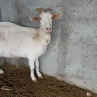 بز خلوص بالا شیر|حیوانات مزرعه|سیمین شهر, |دیوار