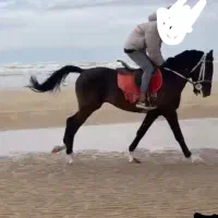 اسب عرب سیاه پنج نشان بی مدرک