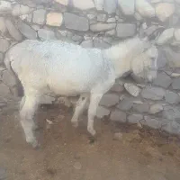 الاغ نر  جون۳ سال