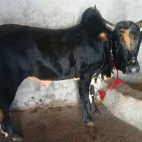 ورزاکوله عروسک