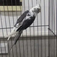 طوطی عروس هلندی مولد همه رنگ|پرنده|تالش, هشتپر|دیوار