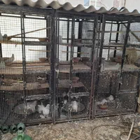 گنجه و جفت کنی ۴ طیقه آهنی حیوانات ۵ عدد یکجا