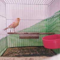 قناری پرتغالی شیش دانگ