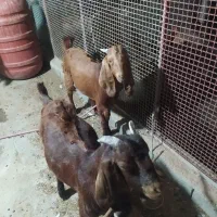 دو راس نربز جوان جنس اصلی
