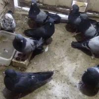 کفتر اصفهانی