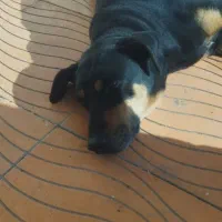 سگ دوبرمن ماده|حیوانات|سنندج, |دیوار