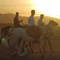 سوار کاری بااسب