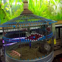 سهره خاکی|پرنده|اسالم, |دیوار