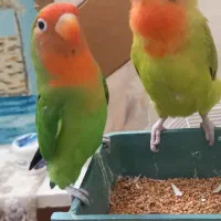 یک جفت کوتوله برزیلی