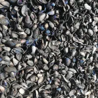 کربن پوسته پسته کربن بادام کربن پسته