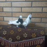 کبوتر نر و ماده