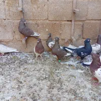 ده تا ماده رنگی|پرنده|جهرم, |دیوار