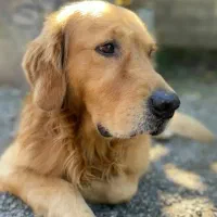 گلدن رتریور نر ۶ ساله نیاز به جفت گیری