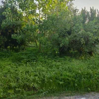 ۵۰۰مترزمین مسکونی/برای ساخت ویلا/اشمان کماچال|فروش زمین و ملک کلنگی|آستانه اشرفیه, |دیوار