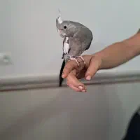 سه عدد عروس هلندی جفت
