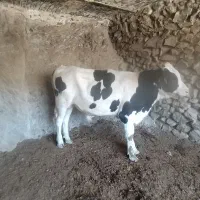 گوساله نر
