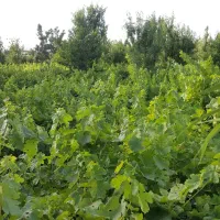 زمین باغی کاشمرجاده سید مرتضی کوچه تالار سی گل