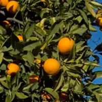 فروش پرتقال محلی