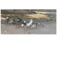 مرغ.محلی|حیوانات مزرعه|منوجان, |دیوار