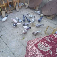 کفتر همه خال خوب همه پرش بالا بشرط ۳۵عدد کفتر