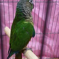 گرینچیک|پرنده|پاکدشت, شهرک امام رضا|دیوار