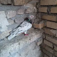۲۰ عدد کفتر شهرستانی دروگ و رنگه
