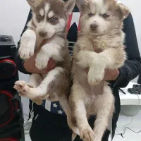 هاسکی گلد بسیار درجه یک|سگ|تهران, سعادتآباد|دیوار