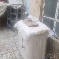 دسته کفتر همه سینه و طوقی|پرنده|شیراز, گلکوب|دیوار