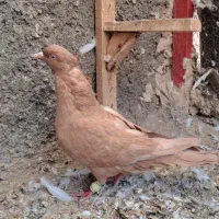کفتر زرد کاکلی رسمی