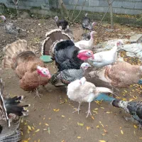 بوقلمون مادع