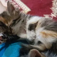 دو جوجه کربه ناز|گربه|شاهین‌شهر, مخابرات (شهید بهشتی)|دیوار