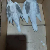 تعداد۲عدد جوجه سرلاکی بهترین فرست برای دستی کردن