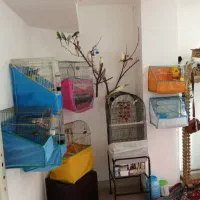 فروش عروس هلندی|پرنده|مهاجران, |دیوار