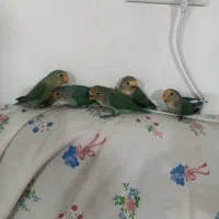 طوطی کوتوله دستی