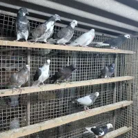 کبوتر جوجه هوایی|پرنده|قائم‌شهر, |دیوار