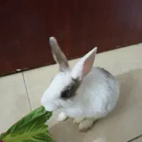 خرگوش