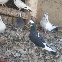 کبوتر غریب گیری|پرنده|ساوه, |دیوار