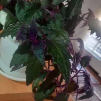 گلدان|گل و گیاه طبیعی|بانه, |دیوار