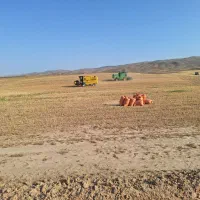 کاه دیمه گندم