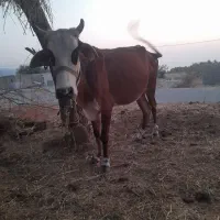 گاوابستن