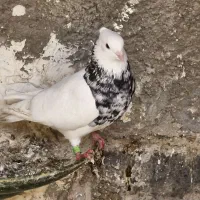 تیدی پرشی وطوقی هفت رنگ