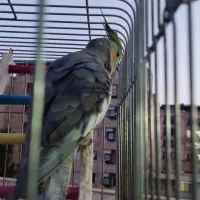 با سلام دو عدد عروس هلندی دستی خیلی باحال|پرنده|رودهن, |دیوار