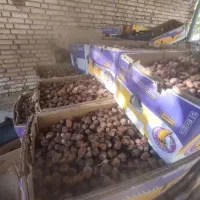 خرمای منوجان بابهترین کیفیت|خوردنی و آشامیدنی|منوجان, |دیوار
