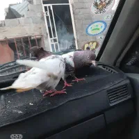 کله سرخ|پرنده|گنبد کاووس, |دیوار