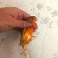 قناری ماده سرخ