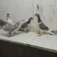 جوجه ساده هفترنگ