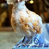 نیمچه در نژادهای برهما،پولند،سلطان،لهستانی|حیوانات مزرعه|اصفهان, بوستان ناژوان|دیوار