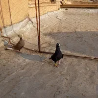 کفتر.کبوتر.|پرنده|شیراز, عادل آباد|دیوار